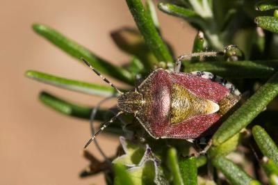 <i>Dolycoris baccarum</i>