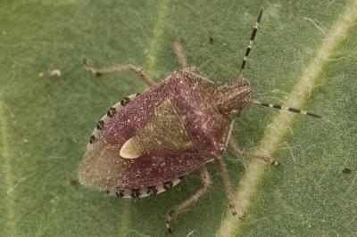 <i>Dolycoris baccarum</i>