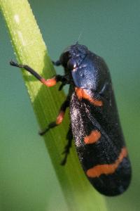 <i>Cercopis intermedia</i>