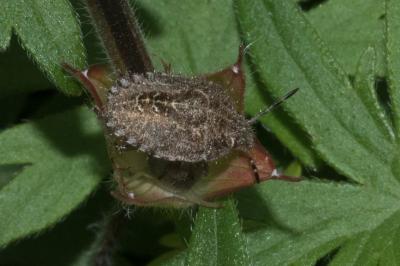 <i>Dolycoris baccarum</i>