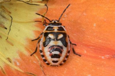 <i>Eurydema ornata</i>