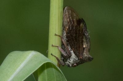 <i>Centrotus cornutus</i>