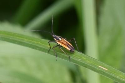 <i>Leptopterna dolabrata</i>