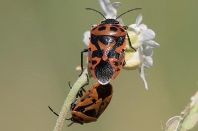 <i>Eurydema ornata</i>