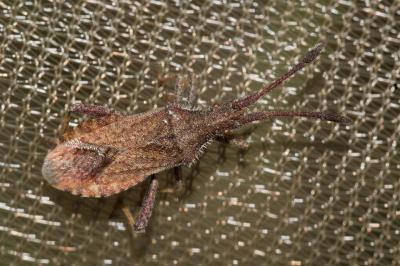 <i>Coriomeris denticulatus</i>