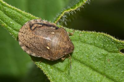 <i>Eurygaster maura</i>