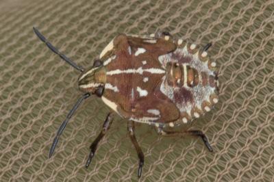 <i>Carpocoris mediterraneus</i>