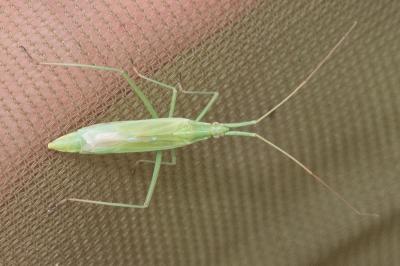<i>Megaloceroea recticornis</i>