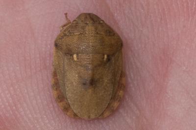 <i>Eurygaster maura</i>