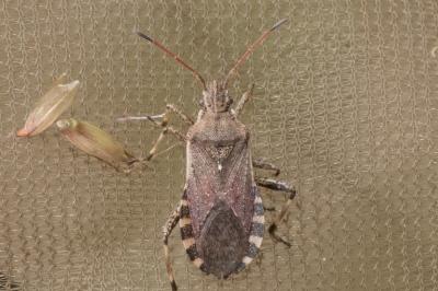 <i>Ceraleptus gracilicornis</i>