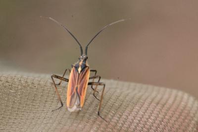 <i>Leptopterna dolabrata</i>