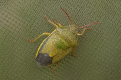 <i>Piezodorus lituratus</i>