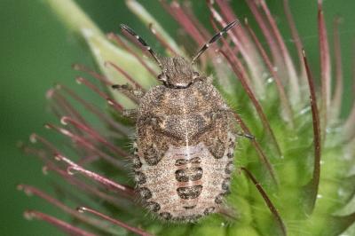 <i>Dolycoris baccarum</i>
