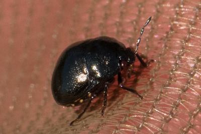 <i>Coptosoma scutellatum</i>