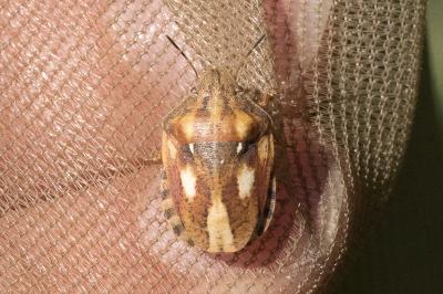 <i>Eurygaster maura</i>