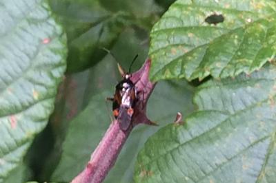 <i>Deraeocoris ruber</i>