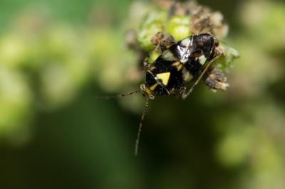 <i>Liocoris tripustulatus</i>