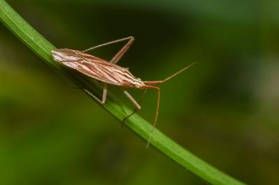 <i>Miridius quadrivirgatus</i>