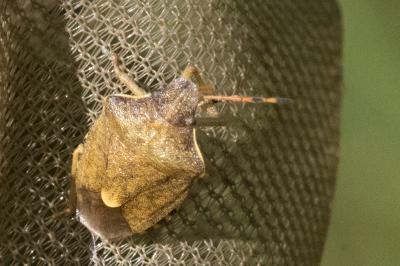 <i>Peribalus strictus</i>