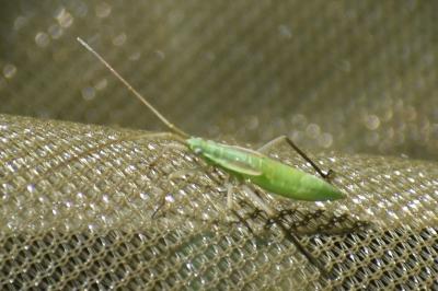 <i>Megaloceroea recticornis</i>