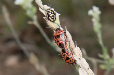 <i>Eurydema ornata</i>