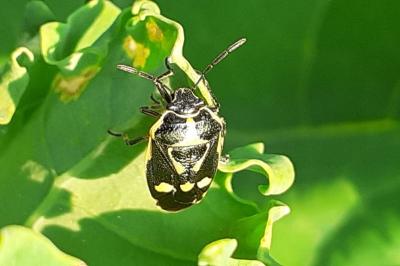 <i>Eurydema oleracea</i>