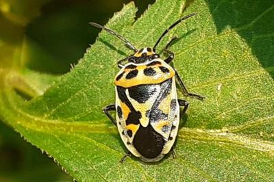 <i>Eurydema ornata</i>