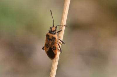 <i>Corizus hyoscyami</i>