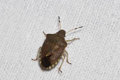 Peribalus strictus