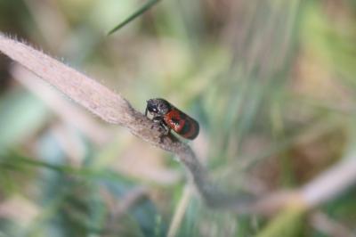 <i>Haematoloma dorsata</i>