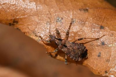 <i>Himacerus mirmicoides</i>