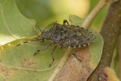 <i>Rhaphigaster nebulosa</i>