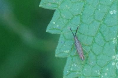<i>Heterotoma planicornis</i>