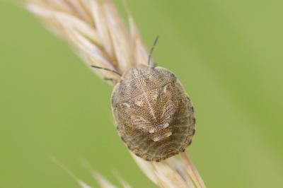 <i>Eurygaster</i>