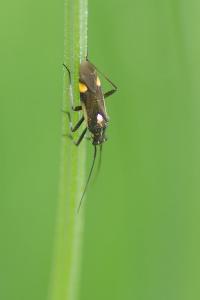 <i>Capsodes sulcatus</i>