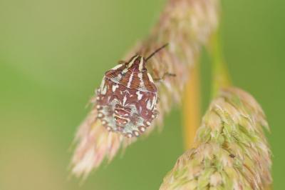 <i>Carpocoris purpureipennis</i>