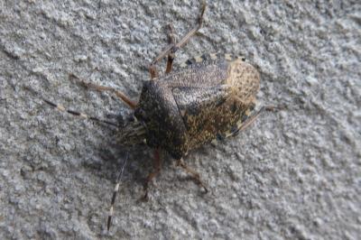 <i>Rhaphigaster nebulosa</i>