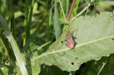 <i>Coreus marginatus</i>