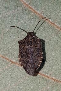 <i>Halyomorpha halys</i>