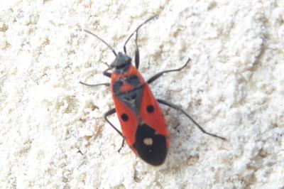 <i>Melanocoryphus albomaculatus</i>