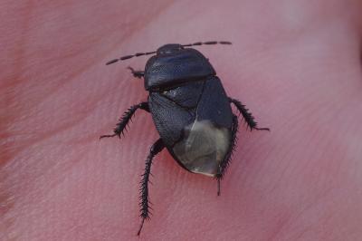 <i>Cydnus aterrimus</i>