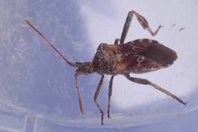 <i>Leptoglossus occidentalis</i>