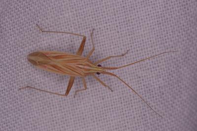 <i>Miridius quadrivirgatus</i>