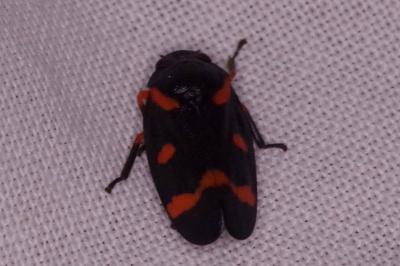 <i>Cercopis intermedia</i>