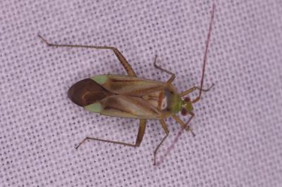 <i>Adelphocoris</i>