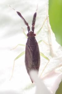 <i>Heterotoma planicornis</i>