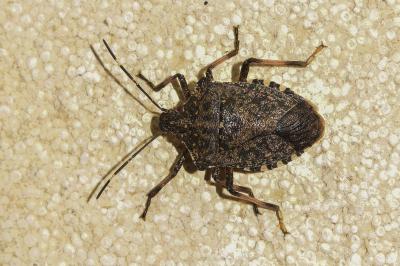 <i>Halyomorpha halys</i>