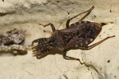 <i>Coranus griseus</i>