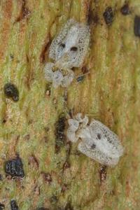 <i>Corythucha ciliata</i>