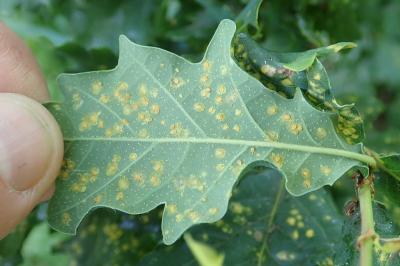<i>Phylloxera quercus</i>